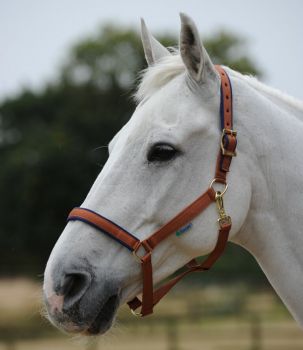 Bucas Halfter Dublin Cob