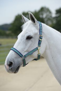 Bucas Halfter Dublin Cob