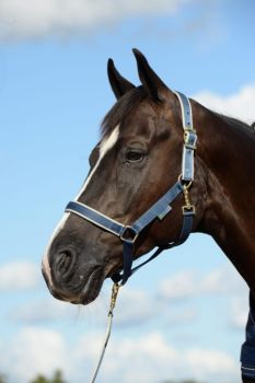 Bucas Halfter Dublin Cob